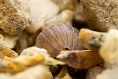 Venezillo arizonicus