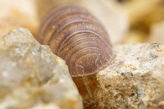 Venezillo arizonicus