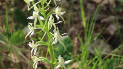 Platanthera chlorantha