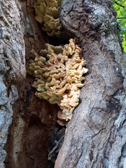 Laetiporus sulphureus