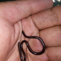 Indotyphlops braminus