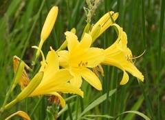 Hemerocallis lilioasphodelus