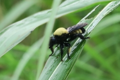 Laphria macquarti