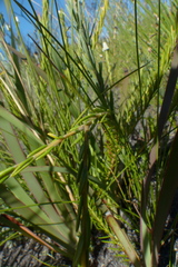 Phylica imberbis eriophoros