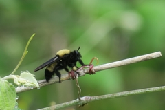 Laphria macquarti