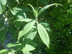 Buddleja davidii