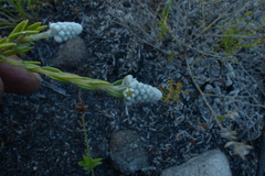 Phylica imberbis eriophoros
