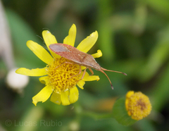 Althos pallescens