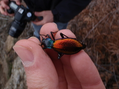 Carabus hispanus
