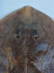 Sympterygia brevicaudata