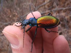 Carabus hispanus