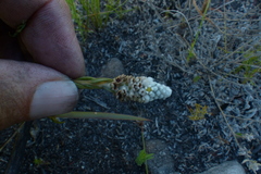 Phylica imberbis eriophoros