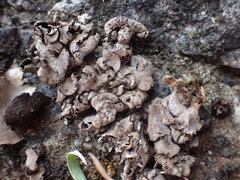 Dermatocarpon reticulatum