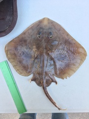 Sympterygia brevicaudata