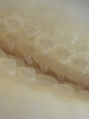 Sympterygia brevicaudata