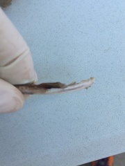 Sympterygia brevicaudata