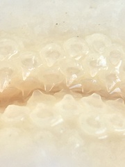 Sympterygia brevicaudata