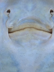 Sympterygia brevicaudata