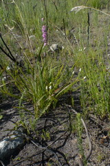 Phylica imberbis eriophoros