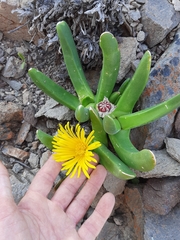 Glottiphyllum regium