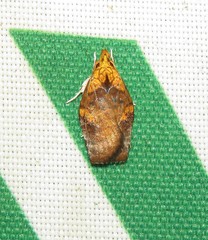Gonionota