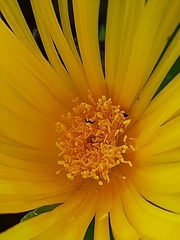 Glottiphyllum regium