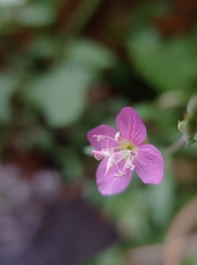 Oenothera rosea