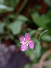 Oenothera rosea