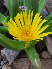 Glottiphyllum regium