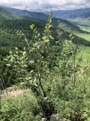 Cotoneaster melanocarpus