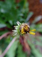 Taraxacum officinale