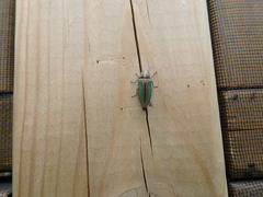 Buprestis striata