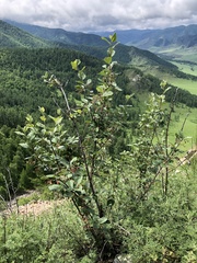 Cotoneaster melanocarpus