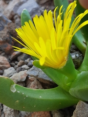 Glottiphyllum regium