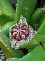 Glottiphyllum regium