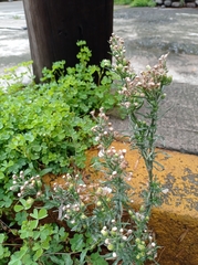 Erigeron bonariensis