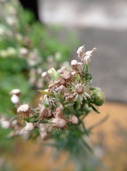 Erigeron bonariensis