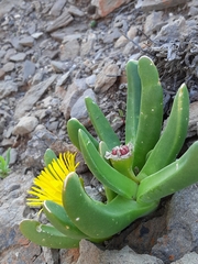 Glottiphyllum regium