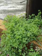 Oxalis