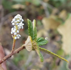 Ceanothus