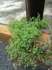 Oxalis