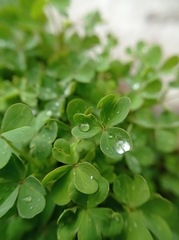 Oxalis