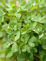 Oxalis