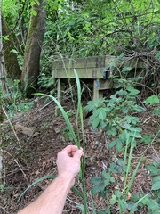 Bromus sitchensis sitchensis
