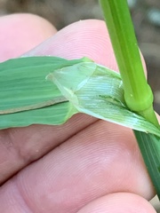 Bromus sitchensis sitchensis