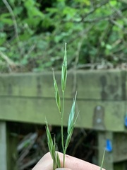 Bromus sitchensis sitchensis