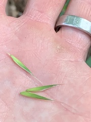 Bromus sitchensis sitchensis