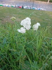 Achillea millefolium