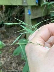 Bromus sitchensis sitchensis