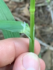 Bromus sitchensis sitchensis